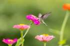 Ruby-throated hummingbird Art Print